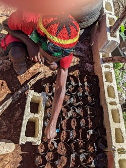 Tending seedlings