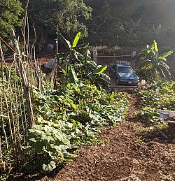 Creating a pumpkin path