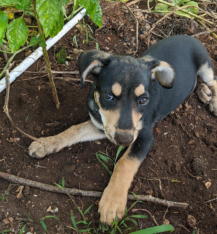 Jamaican puppy dog 