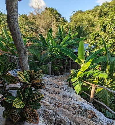 Welcome to Jamaican Roots Tropical Farm in Negril !