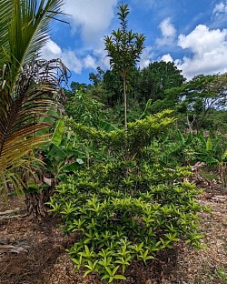 Naseberry tree