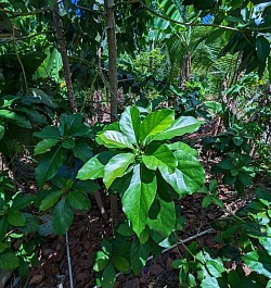 Avocado tree