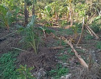 Trees flattened by Hurricane Melissa