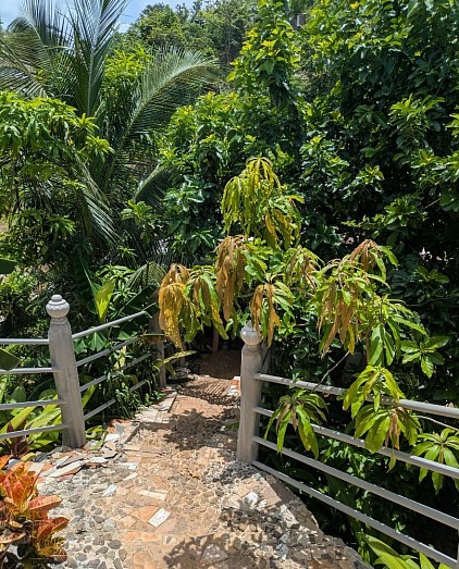 Welcome to Jamaican Roots Tropical Farm in Negril !