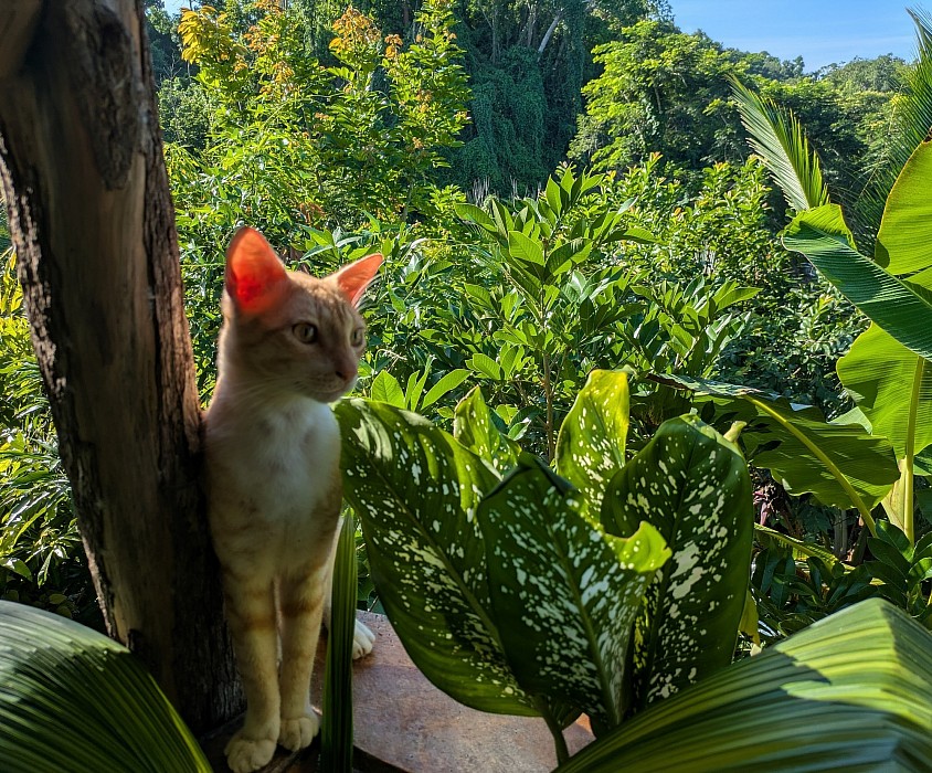this is Philip, brother of Prince, and son of Mango 🥭