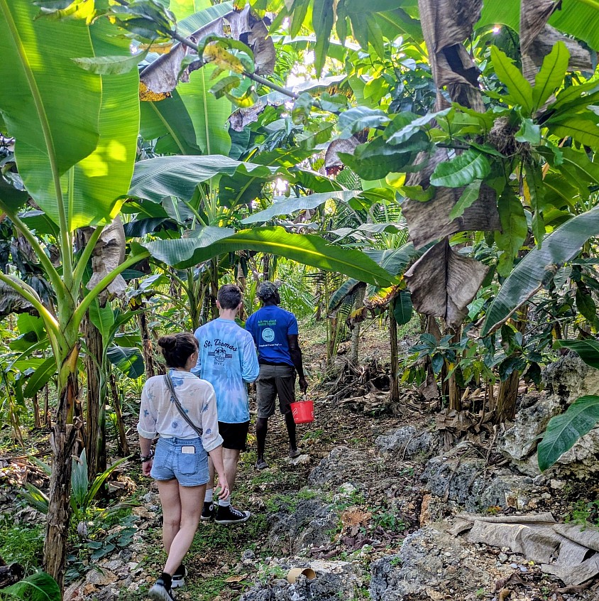 Walk through the tropical fruit forest
