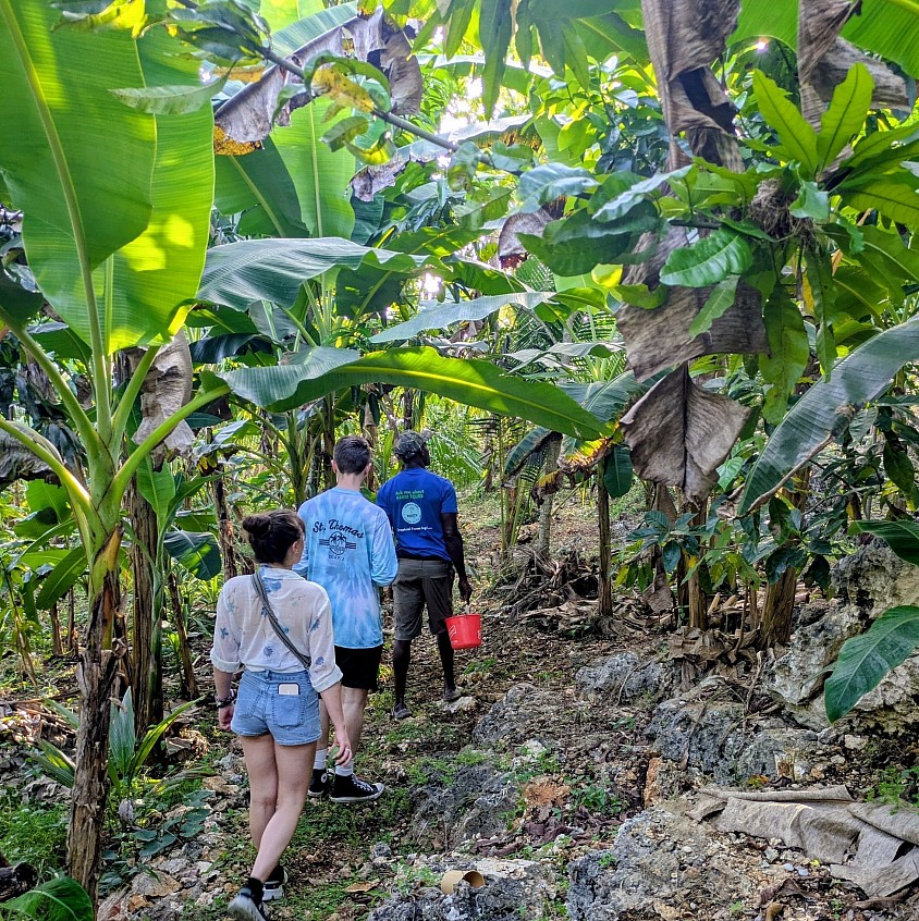 a walk through the tropical fruit forest with two white visitors and a Jamaican master farmer guide