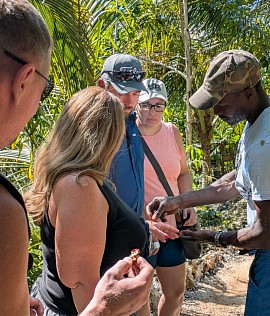 Demonstrating a plant used for dye to a group of tourists on a Jamaican farm